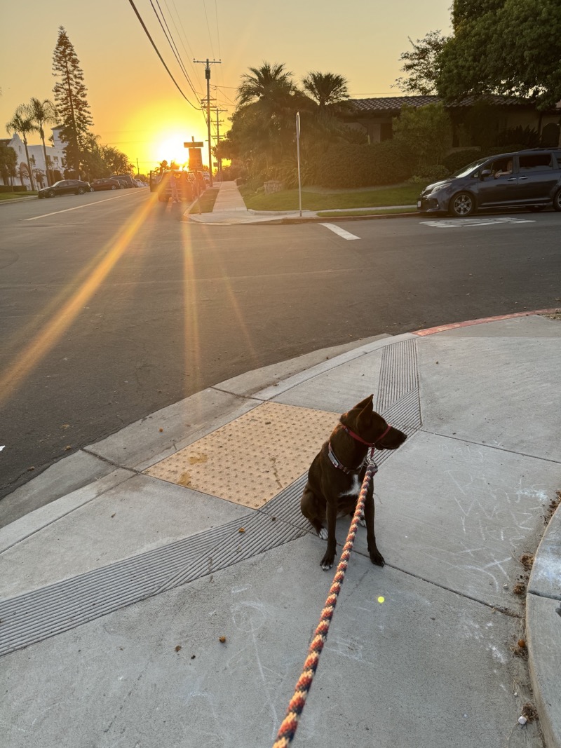 A picture of a black dog named Bowie sitting, taken on September 9 2024 at 6:44 am